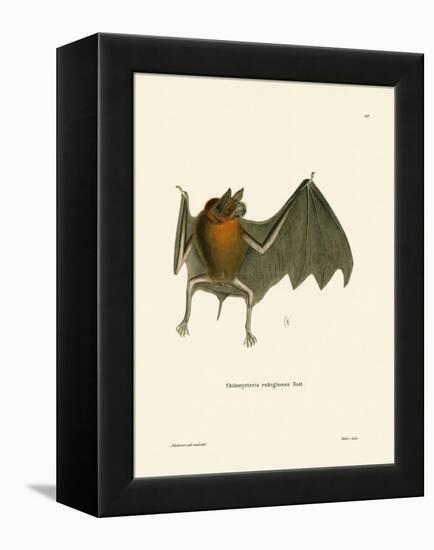 Parnell's Mustached Bat-null-Framed Premier Image Canvas