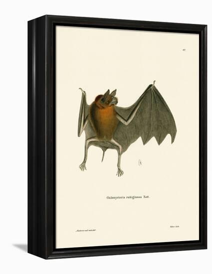 Parnell's Mustached Bat-null-Framed Premier Image Canvas