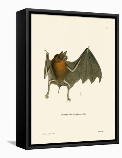 Parnell's Mustached Bat-null-Framed Premier Image Canvas