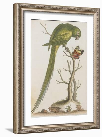 Parrakeet-null-Framed Giclee Print