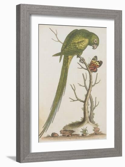 Parrakeet-null-Framed Giclee Print