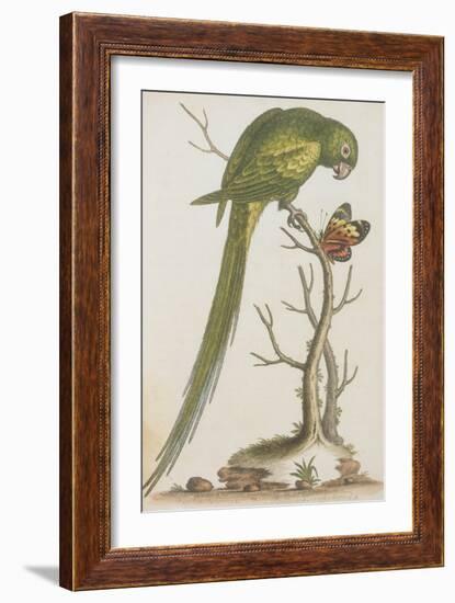 Parrakeet-null-Framed Giclee Print