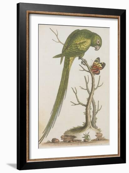 Parrakeet-null-Framed Giclee Print