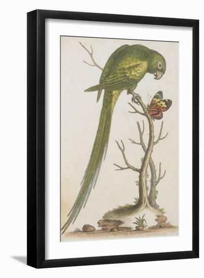 Parrakeet-null-Framed Giclee Print