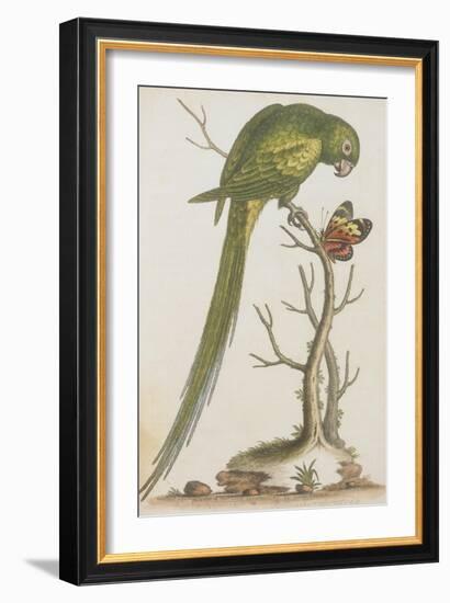 Parrakeet-null-Framed Giclee Print