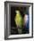 Parrot, 1915-George Wesley Bellows-Framed Giclee Print