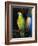 Parrot, 1915-George Wesley Bellows-Framed Giclee Print