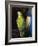 Parrot, 1915-George Wesley Bellows-Framed Giclee Print