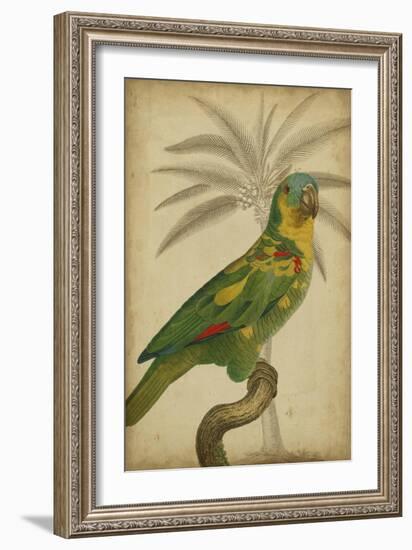 Parrot and Palm II-Vision Studio-Framed Art Print