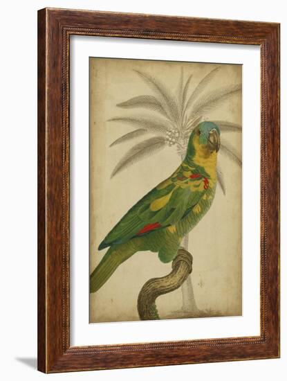 Parrot and Palm II-Vision Studio-Framed Art Print