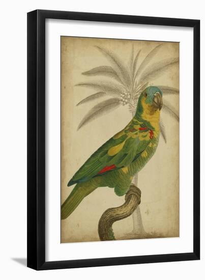 Parrot and Palm II-Vision Studio-Framed Art Print