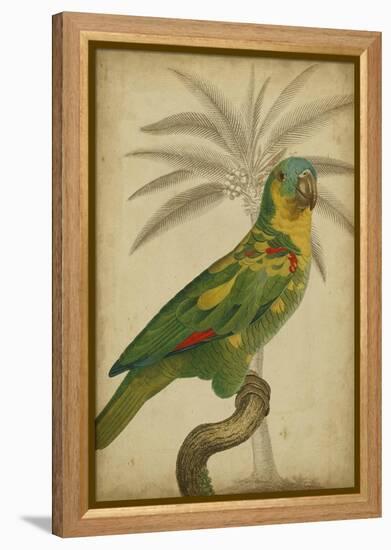 Parrot and Palm II-Vision Studio-Framed Stretched Canvas
