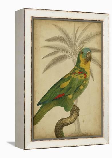 Parrot and Palm II-Vision Studio-Framed Stretched Canvas