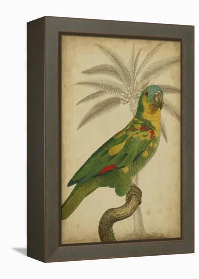 Parrot and Palm II-Vision Studio-Framed Stretched Canvas