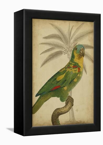 Parrot and Palm II-Vision Studio-Framed Stretched Canvas