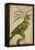 Parrot and Palm II-Vision Studio-Framed Stretched Canvas