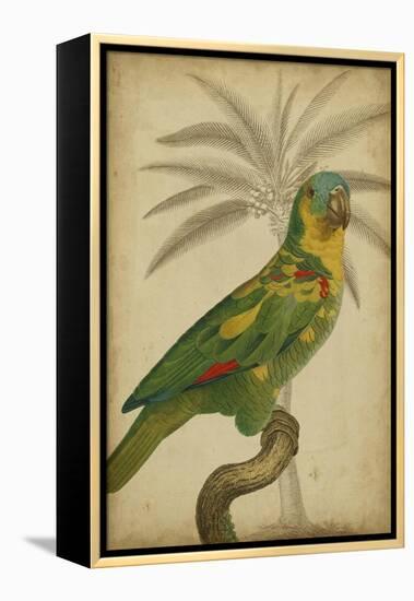 Parrot and Palm II-Vision Studio-Framed Stretched Canvas