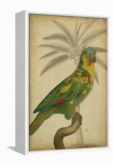 Parrot and Palm II-Vision Studio-Framed Stretched Canvas