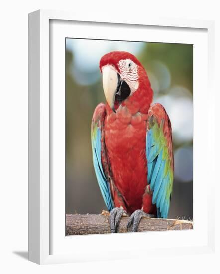 Parrot, Aruba, West Indies, Dutch Caribbean, Central America-Sergio Pitamitz-Framed Photographic Print