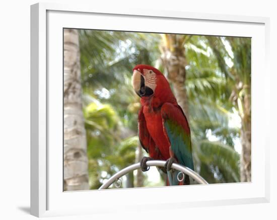 Parrot at Radisson Resort, Palm Beach, Aruba, Caribbean-Lisa S. Engelbrecht-Framed Photographic Print