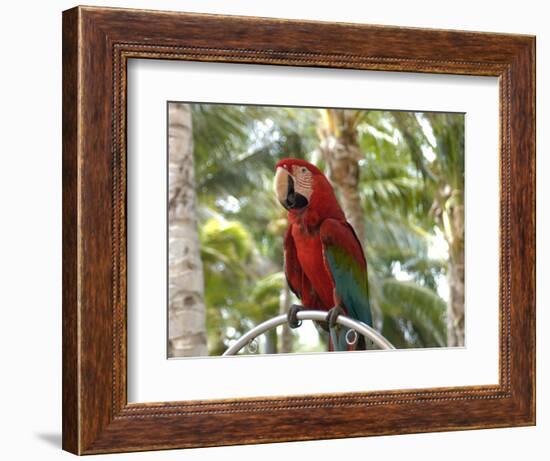 Parrot at Radisson Resort, Palm Beach, Aruba, Caribbean-Lisa S. Engelbrecht-Framed Photographic Print