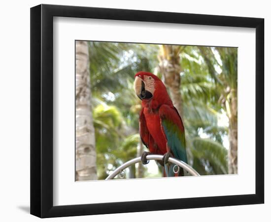 Parrot at Radisson Resort, Palm Beach, Aruba, Caribbean-Lisa S. Engelbrecht-Framed Photographic Print