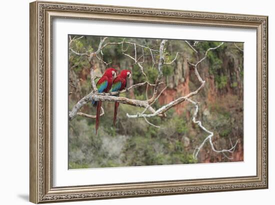 Parrot Duo-Staffan Widstrand-Framed Giclee Print