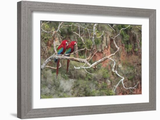 Parrot Duo-Staffan Widstrand-Framed Giclee Print