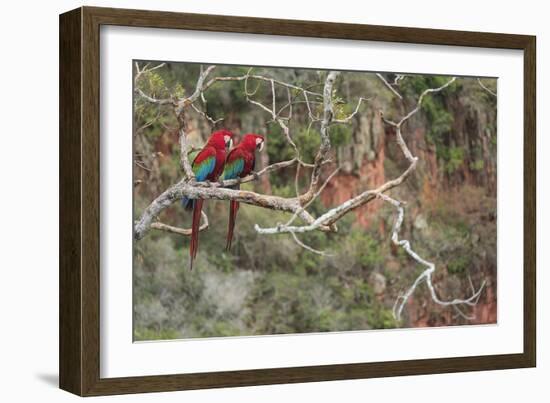 Parrot Duo-Staffan Widstrand-Framed Giclee Print