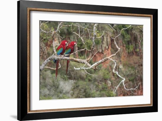 Parrot Duo-Staffan Widstrand-Framed Giclee Print