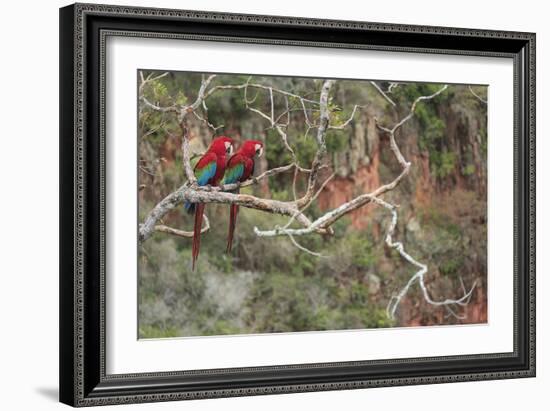 Parrot Duo-Staffan Widstrand-Framed Giclee Print