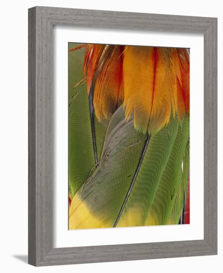 Parrot Feathers From An Indian Head-dress.-Dr. Morley Read-Framed Photographic Print