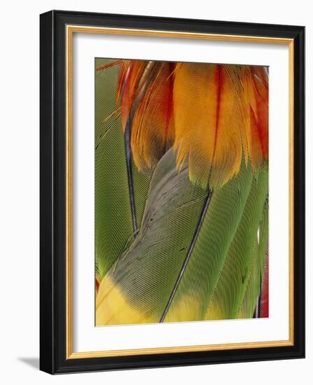 Parrot Feathers From An Indian Head-dress.-Dr. Morley Read-Framed Photographic Print