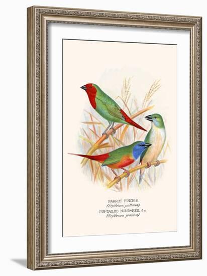 Parrot Finch-F.w. Frohawk-Framed Art Print