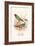 Parrot Finch-F.w. Frohawk-Framed Art Print