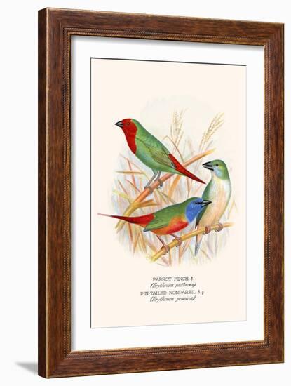 Parrot Finch-F.w. Frohawk-Framed Art Print