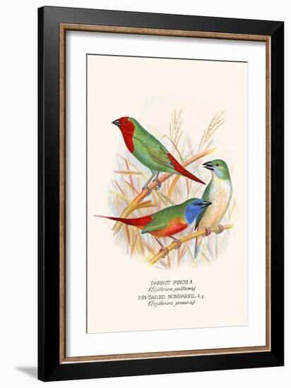 Parrot Finch-F.w. Frohawk-Framed Art Print