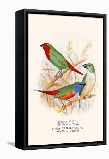 Parrot Finch-F.w. Frohawk-Framed Stretched Canvas