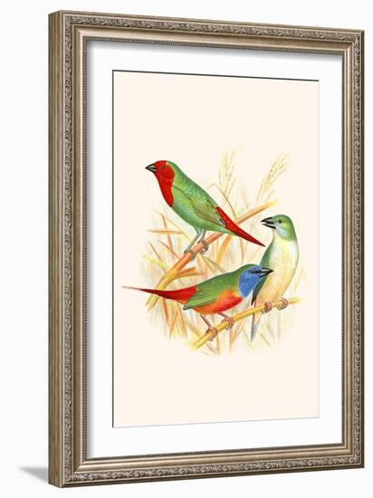 Parrot Finch-F.w. Frohawk-Framed Art Print