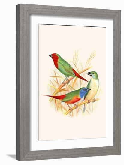 Parrot Finch-F.w. Frohawk-Framed Art Print