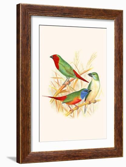 Parrot Finch-F.w. Frohawk-Framed Art Print