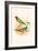 Parrot Finch-F.w. Frohawk-Framed Art Print