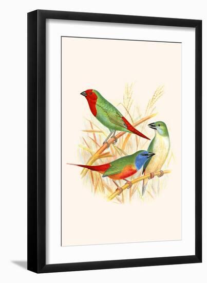 Parrot Finch-F.w. Frohawk-Framed Art Print