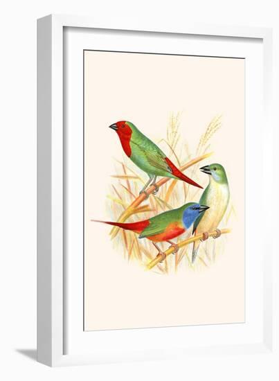 Parrot Finch-F.w. Frohawk-Framed Art Print