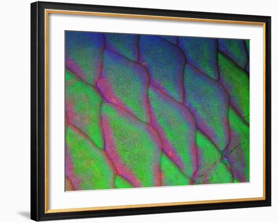 Parrot Fish (Scarus Gibbus)-Andrea Ferrari-Framed Photographic Print