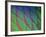 Parrot Fish (Scarus Gibbus)-Andrea Ferrari-Framed Photographic Print