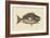 Parrot Fish-Mark Catesby-Framed Art Print