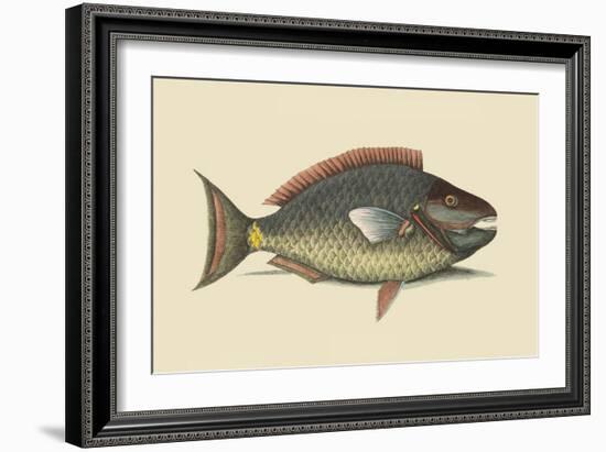 Parrot Fish-Mark Catesby-Framed Art Print