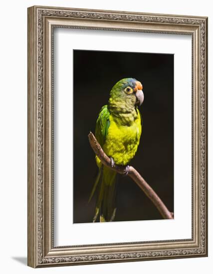 Parrot, Honduras-Keren Su-Framed Photographic Print