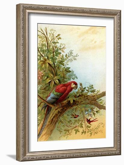 Parrot in a Tree Above Hummingbrds-A. Hochstein-Framed Art Print